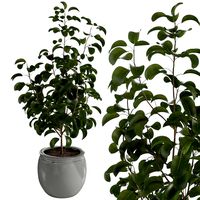 Terracotta plant pot (330464)