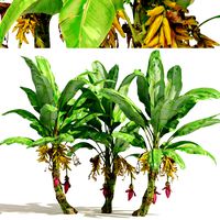 Banana tree plant cluster (330362)