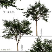 Set of Albizia Falcataria Tree (Falcataria Moluccana) (2 Trees) (330329)