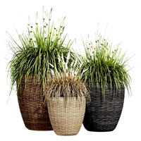 Powder grass (330121)