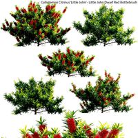 Callistemon Citrinus Little John - Little John Dwarf Red Bottlebrush bush (329790)