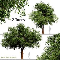 Set of Diospyros Kaki Tree (Asian Persimmon) (2 Trees) (329637)