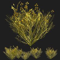 Snakeweeds Porter weeds cluster (329513)