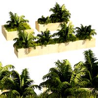 3 Street border swordfern plant (329464)