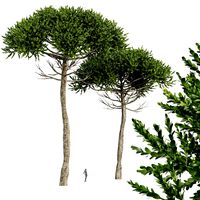 Monkey Puzzle Tree Araucaria Araucana (329096)