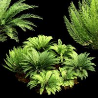 Mother spleenwort Fern Asplenium bulbiferum (329095)
