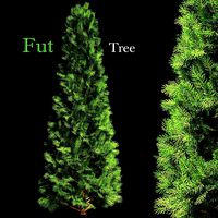 Fut tree (328951)