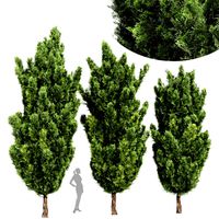 Italian Cypress High details 3Trees (328488)