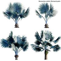 Bismarckia nobilis - Bismarck palm 01 (328300)