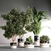 Indoor plant set 31 (328227)