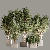 Indoor plant set 30 (328222)