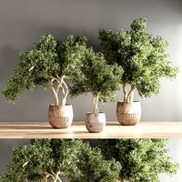 Indoor plant set 27 (328217)