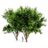 European Beech 2 Tree (328091)