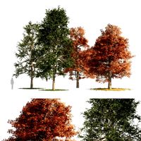 Fall and summer black gum trees (328034)