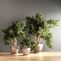 Indoor Plant Set 18 (328022)