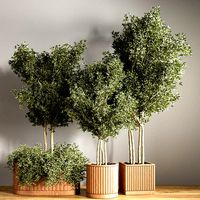 Indoor plants set 13 (327886)