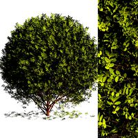 Boxwood round bush (327602)