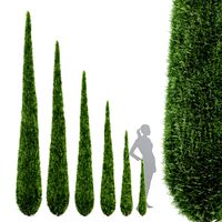 Caragh Nurseries Cupressus sempervirens pyramidalis Italian Cypress Pencil Cypress (326000)