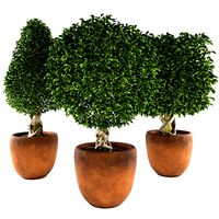 Collection of plants 001 Boxwood trees (325878)