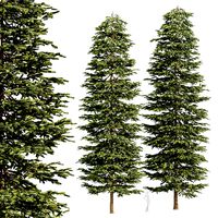 Black Spruce Picea and Mariana Pine (325814)