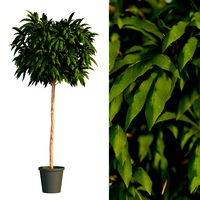 Tree for interior (325738)