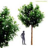 Sorbus aucuparia tree (325713)