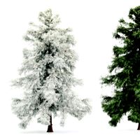 Alaska Cedar - Spring to Winter (325699)