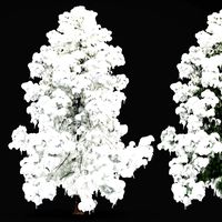 Alaska Cedar - Snow Winter (325697)