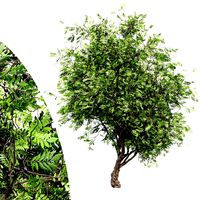African Olive tree (325695)