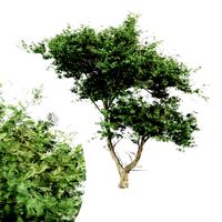Acacia tree - East africa (325652)