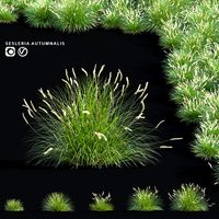 Sesleria autumn ornamental grasses | Sesleria autumnalis (325262)
