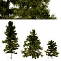 3 Cyprus Cedar Trees (323764)
