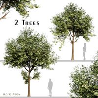 Set of Cinnamomum burmannii Tree (Padang cassia) (2 Trees) (322619)