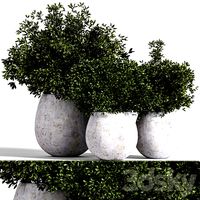 Indoor plant set 02 (321331)
