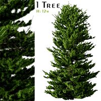 Red spruce Tree (Picea rubens) (319997)