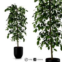 Indoor and outdoor benjamina plant 8 (319204)