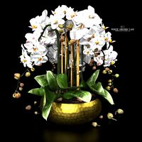 White Orchid in Vase (318833)