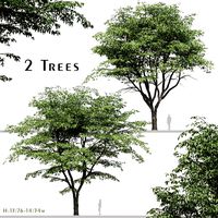 Set of Pterocarya stenoptera Trees (Chinese wingnut) (2 Trees) (318641)