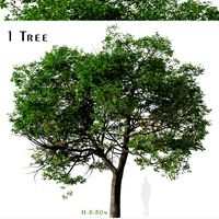 Quercus suber Tree ( Cork oak ) (317016)