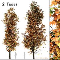Set of Acer Saccharum Tree (Sugar maple) (2 Trees) (316783)