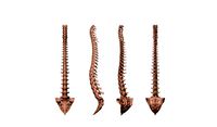 Spine for 3D printing (311596)