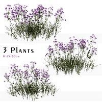 Set of Verbena bonariensis Plant (Purpletop vervain) (3 Plants) (263327)