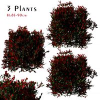 Set of Red tip photinia Plant (Photinia fraseri) (3 Plants) (262307)