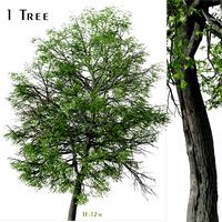 Pin oak Tree ( Quercus palustris ) (262278)