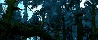 Rainforest
