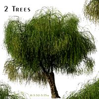 Set of Peppermint Willow Tree (Agonis flexuosa) (2 Trees) (259085)