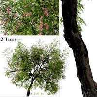 Set of Bristly locust Tree ( Robinia hispida ) (2 Trees) (257884)