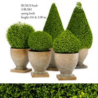 Potted bush buxus (252725)
