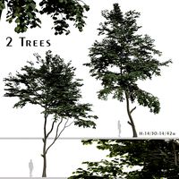 Set of Tilia amurensis Trees ( Amur linden ) ( 2 Trees ) (250674)