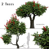 Set of Rhus typhina Tree ( Dissecta ) ( 2 Trees )  (222291)
